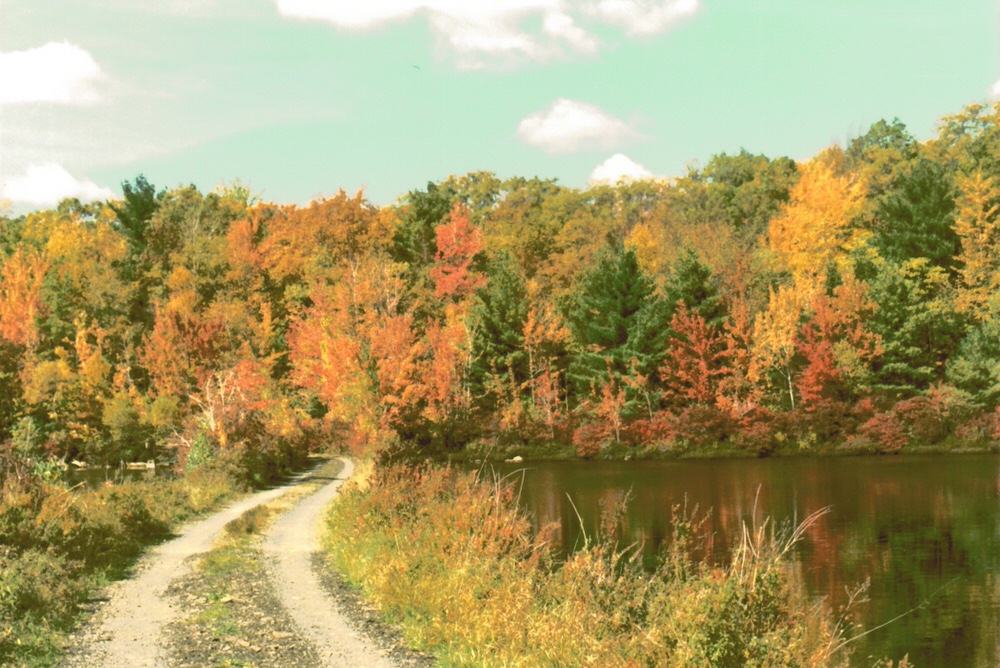 Dawkins 014   Causeway in Autumn